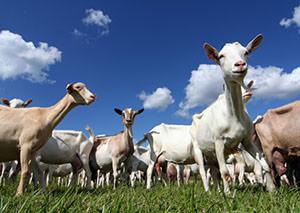Goat antibodies - custom antibody development