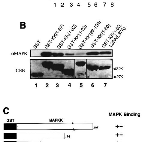 Kinases