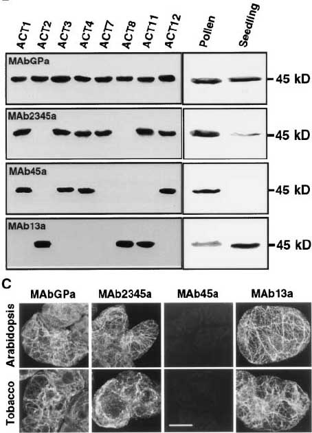 Miscellaneous Antibody Products