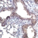 IH with anti-CCR11 paraffin section mouse lung