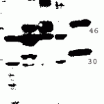 CI0137: Antibody binds to a approximately 50-54 Kd protein in mouse thymus, mouse lung and mouse heart. As expected most of p51A protein in human tumor cell lines, T cell line Jurkat and K562 is degraded Lane 1-T cell line Jurkat; Lane 2- Mouse lung