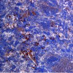 CI0172:  Immunohistochemistry with Mouse CCR9 biotin conjugated antibody on paraffin section of mouse spleen.