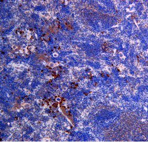 CI0172:  Immunohistochemistry with Mouse CCR9 biotin conjugated antibody on paraffin section of mouse spleen.