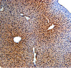 CI0176: Antibody to mouse Adiponectin Receptor 1 N-terminus on paraffin sections of mouse liver.