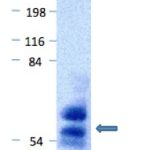 PL0106: Blot demonstrating the goat anti-llama IgG is not reactive to the IgG of other major species. Arrows show activity against llama IgG (heavy chain) at ~59kDa and llama IgG (light chain) at ~32kDa.