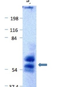 PL0106: Blot demonstrating the goat anti-llama IgG is not reactive to the IgG of other major species. Arrows show activity against llama IgG (heavy chain) at ~59kDa and llama IgG (light chain) at ~32kDa.