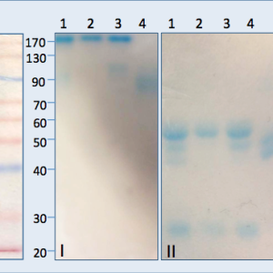 A:  Purified Llama anti-mouse IgG was analyzed on 10% SDS-PAGE under non-reduced (I) and reduced conditions(II). B:   The mouse IgG was transferred to nitrocellulose and blotted with purified llama anti-mouse IgGs. The blot shows that all the fractionated antibody contains three llama subclasses that are reactive to the heavy and light chains of the whole mouse IgG molecule under reduced conditions.