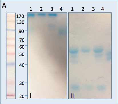 Secondary Antibodies