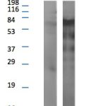 PL0111: Western Blot @ 1:250 detailing the concentration threshold for observing background interference found at high concentrations. Lane "A" is llama IgG light chain. Lane "B" is llama IgG heavy chain. The heavy chain band is at ~59KD. Suggested working concentration is 1:6000.