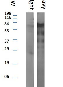 PL0111: Western Blot @ 1:250 detailing the concentration threshold for observing background interference found at high concentrations. Lane "A" is llama IgG light chain. Lane "B" is llama IgG heavy chain. The heavy chain band is at ~59KD. Suggested working concentration is 1:6000.