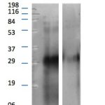 PL0112: Western Blot @ 1:250 detailing the concentration threshold for observing background interference found at high concentrations. Lane "A" is llama light chain. Lane "B" is llama IgG heavy chain. The light chain band is at ~29KD. Suggested working concentration is 1:6000.