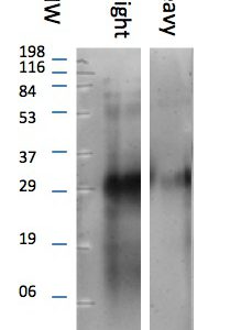 PL0112: Western Blot @ 1:250 detailing the concentration threshold for observing background interference found at high concentrations. Lane "A" is llama light chain. Lane "B" is llama IgG heavy chain. The light chain band is at ~29KD. Suggested working concentration is 1:6000.