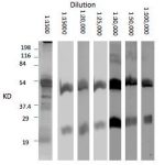 Serial dilution of rabbit anti-Llama antibody (PL0101) blot with purified Llama IgG. Optimal dilution for use of this antibody is 1:30,000. This antibody labels both heavy and light chain of Llama IgG.