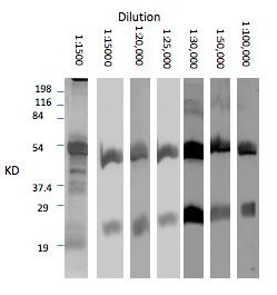 Serial dilution of rabbit anti-Llama antibody (PL0101) blot with purified Llama IgG. Optimal dilution for use of this antibody is 1:30,000. This antibody labels both heavy and light chain of Llama IgG.