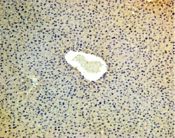 CI0173: Antibody to mouse angiopoietin 4 on paraffin sections of mouse liver.