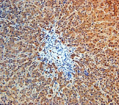 Signal Transduction