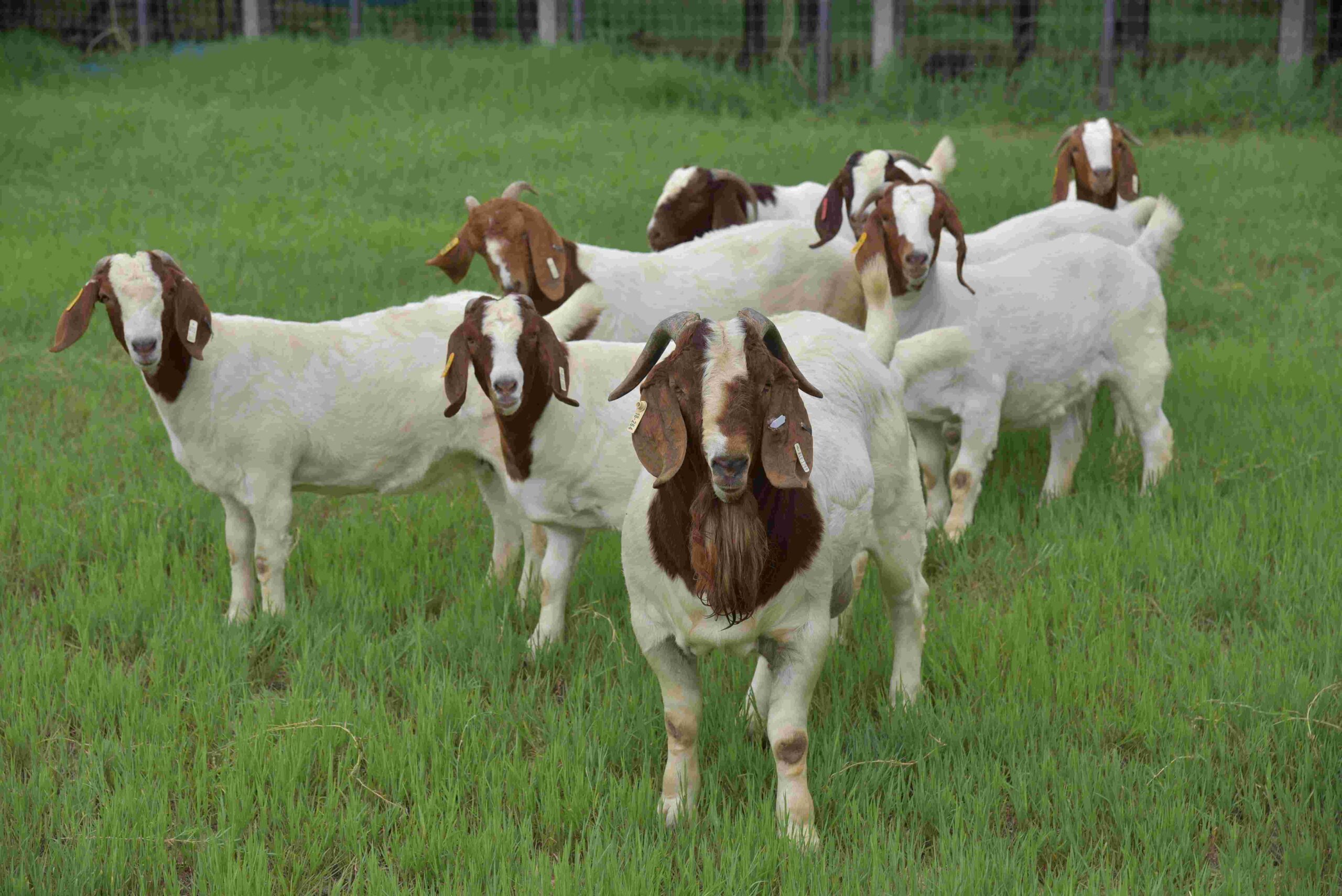 Goat Antibodies