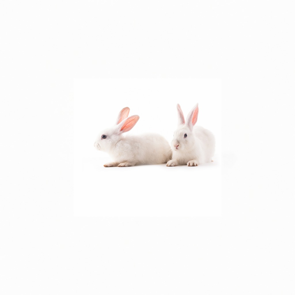 Rabbit Antibodies