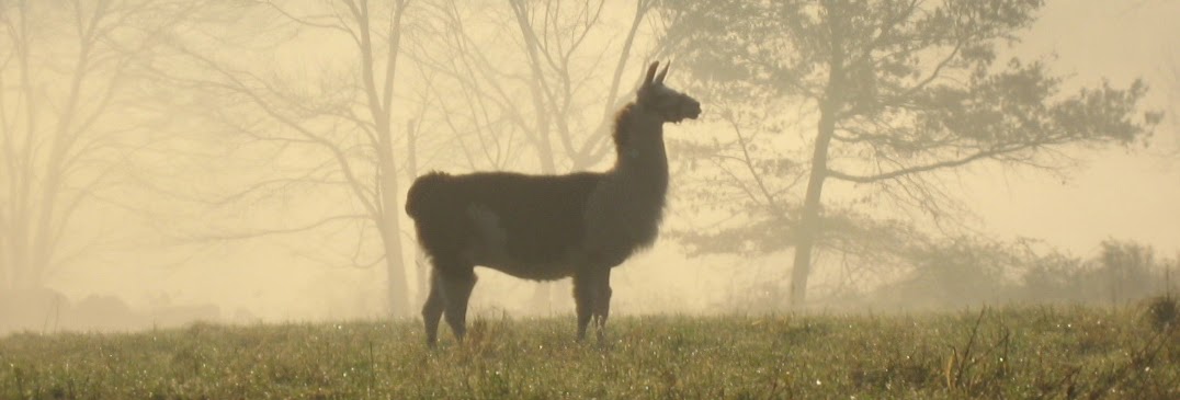 Llama & Alpaca Antibodies