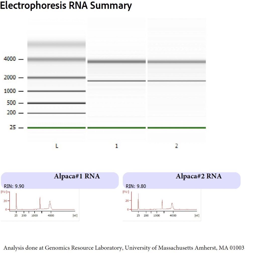 RNA quality